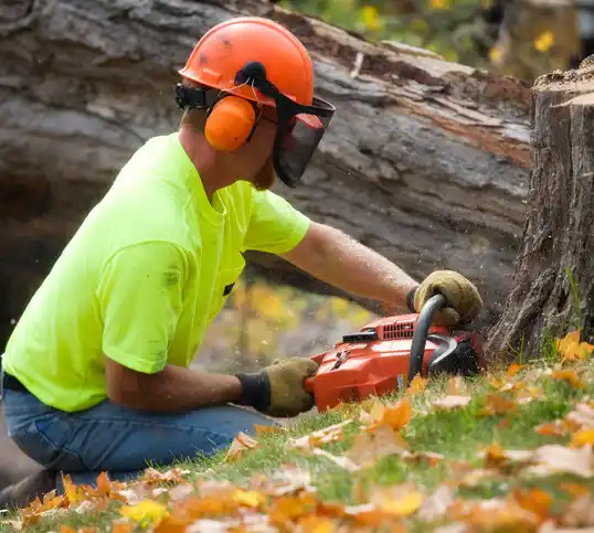 tree services Mesita